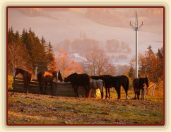 Stádo klisen u sena