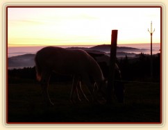 Mlhavá podzimní rána, dvě půlroční klisničky