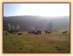 Stádo hřebců má zrovna siestu 