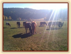 Stádo hřebců a svačinka - chleba s jablky