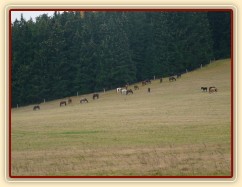 Poslední letošní pastva,  než napadl sníh... 