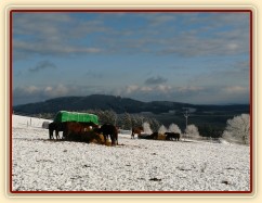 Stádo klisen u sena