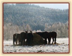 Stádo klisen u sena