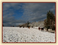 Stádo hřebců čeká na převedení do zimního výběhu 