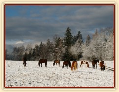 Stádo hřebců čeká na převedení do zimního výběhu 