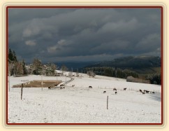Stádo hřebců při přehánění do zimního výběhu 