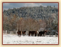 Stádo hřebců při přehánění do zimního výběhu 
