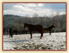 Stádo hřebců při přehánění do zimního výběhu 