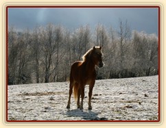 "Osvícený" hafling 