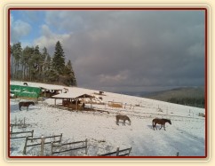 Všichni koně už jsou v zimním výběhu 