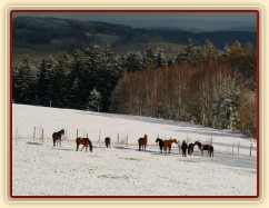 21.11.2015 -  Napadl první sníh :-)
