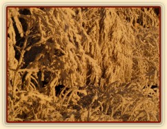 Přes omrzlé větve nejsou koně ani vidět :-)