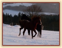 Kobylky také dovádí 