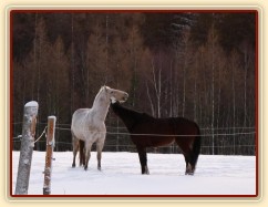 I kobyly si dokážou hrát jak hřebci/valaši :-)