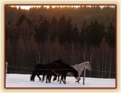 Kobylky také dovádí 