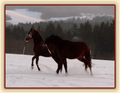 Kobylky také dovádí 