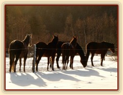 Jedno pěkné zimní ráno 