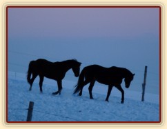 Hry hřebců před východem slunce