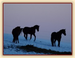 Hry hřebců před východem slunce