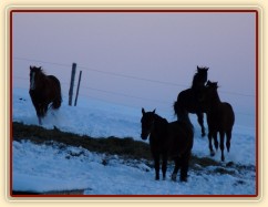 Hry hřebců před východem slunce
