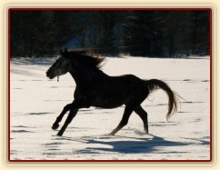 Čtyřletý nedávno vykastrovaný hřebec si užívá sněhu 