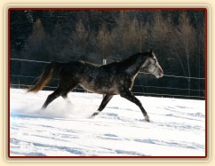 Čtyřletý nedávno vykastrovaný hřebec si užívá sněhu 