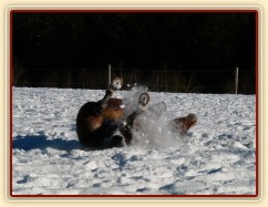 Válení ve sněhu je nejlepší:-)