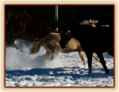 Stádo klisen - byly tak akční, že se nevešli do záběru:-)