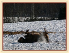 Válení ve sněhu je nejlepší:-)