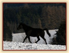 Stádo hřebců - Carthago