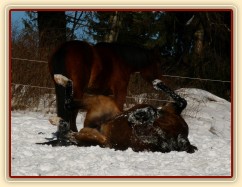 Válení ve sněhu, Will asi ztratil hlavu:-)