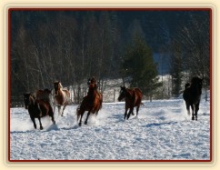 22.1.2016 - Stádo klisen řádí ve sněhu