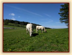 Naše dvě krávy se také pasou 