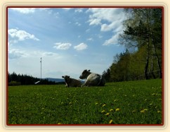 Naše dvě krávy se také pasou 