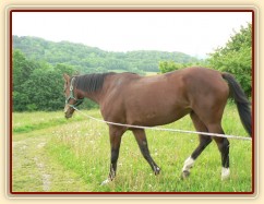 Agáta na ranní pastvě