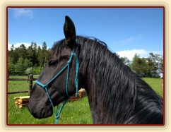 Solo Elpasa, červen 2016