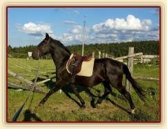 Solo Elpasa, obsedání, červen 2016