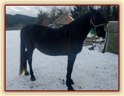 Solo Elpasa, leden 2017