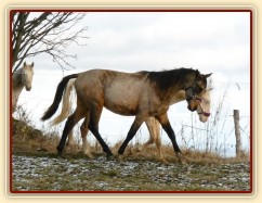 Spadag a Bagatyr, prosinec 2016
