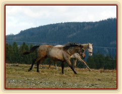 Spadag a Bagatyr, prosinec 2016