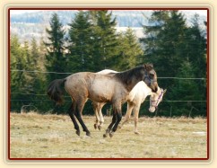 Spadag a Bagatyr, prosinec 2016