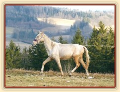 Bagatyr, prosinec 2016