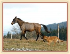 Spadag, prosinec 2016