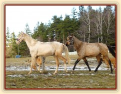 Spadag a Bagatyr, prosinec 2016