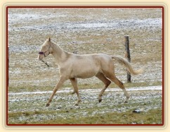 Bagatyr, prosinec 2016