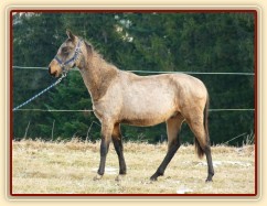 Spadag, prosinec 2016