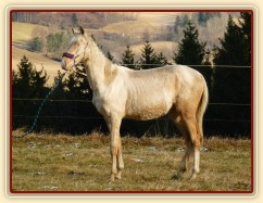 Bagatyr, prosinec 2016