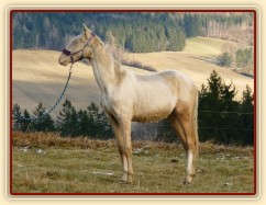 Bagatyr, prosinec 2016