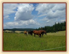 Stádo starých koní