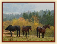 Stádo "důchodců", vpravo nejstarší obyvatel, 27 let